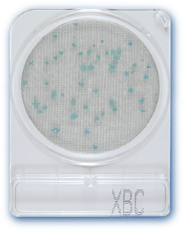 dia-compact-dry-xbc-bacillus-cereus