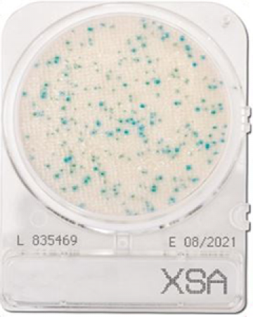 dia-compact-dry-xsa-staphylococcus-aureus
